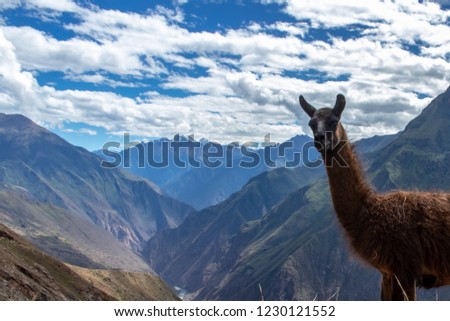 Portrait of a brown lama on the Choqueqirao Trek to Machu Picchu in the Andes Mountains, Peru