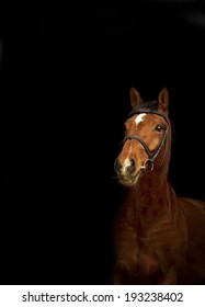 Portrait Of A Brown  Racehorse