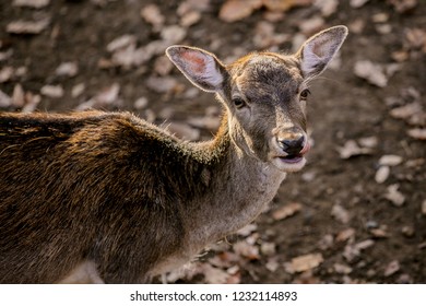 Male Female Deer Africa Safari Stock Photo 1786066121 | Shutterstock