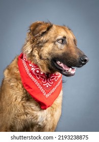 Portrait Of Brown Shepherd Dog With Red Bandana On The Neck