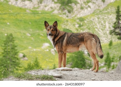 PORTRAIT: Brown shepherd dog stands alert on a rocky outcrop against lush green mountain landscape dotted with conifer trees. Natural and peaceful alpine setting for hiking adventures with active pet. - Powered by Shutterstock - Get 15% off with code: PIKWIZARD15