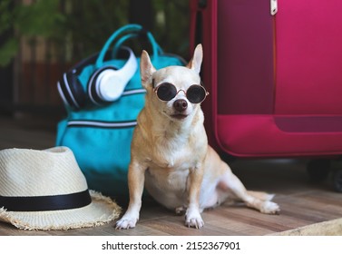 Portrait of brown short hair chihuahua dog wearing sunglasses  sitting with woven bag, blue backpack , pink suitcase and straw hat, looking  at camera. Travel with pets concept.