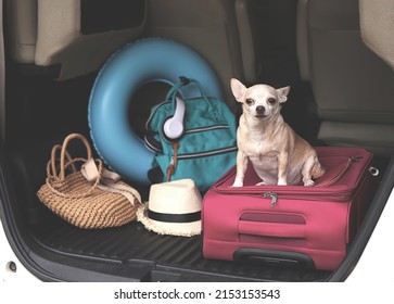 Portrait of brown short hair chihuahua dog  sitting  with travel accessories in car trunk. Travel concept.