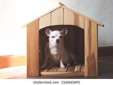 Portrait of brown  short hair  Chihuahua dog sitting in  wooden dog house, looking at camera.
