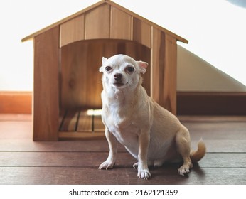 Portrait of brown  short hair  Chihuahua dog sitting in  front of wooden dog house, white wall background, with morning sunlight, looking at camera.