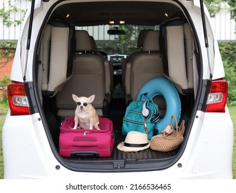 Portrait of brown short hair chihuahua dog wearing sunglasses,  sitting  with travel accessories in car trunk. Travel concept.