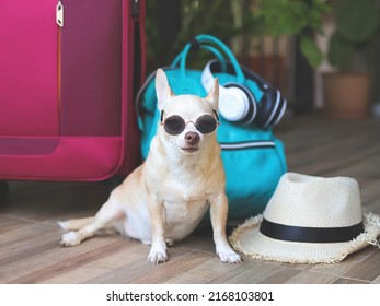 Portrait of brown short hair chihuahua dog wearing sunglasses  sitting with woven bag, blue backpack , pink suitcase and straw hat, looking  at camera. Travel with pets concept.