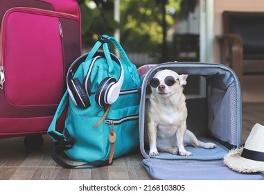 Portrait of brown short hair chihuahua dog wearing sunglasses,  sitting inside  traveler pet carrier bag with travel accessories, ready to travel. Safe travel with animals.