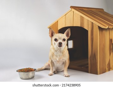 Portrait of brown  short hair  Chihuahua dog sitting in  front of wooden dog house with food bowl, looking at camera, isolated on white background.
