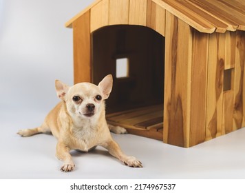 Portrait of brown  short hair  Chihuahua dog lying down in  front of wooden dog house, looking at camera, isolated on white background.