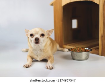 Portrait of brown  short hair  Chihuahua dog lying down in  front of wooden dog house with food bowl, looking at camera, isolated on white background.