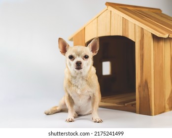 Portrait of brown  short hair  Chihuahua dog sitting in  front of wooden dog house, looking at camera, isolated on white background.