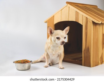 Portrait of brown  short hair  Chihuahua dog sitting in  front of wooden dog house with food bowl,  isolated on white background. Dog bored of food.