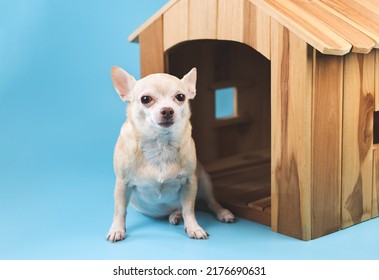 Portrait of brown  short hair  Chihuahua dog sitting in  front of wooden dog house, looking at camera, isolated on blue background.