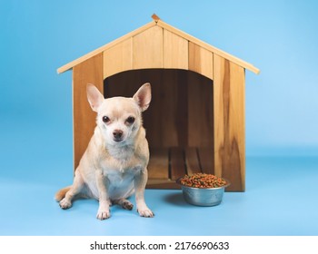 Portrait of brown  short hair  Chihuahua dog sitting in  front of wooden dog house with food bowl, looking at camera, isolated on blue background.