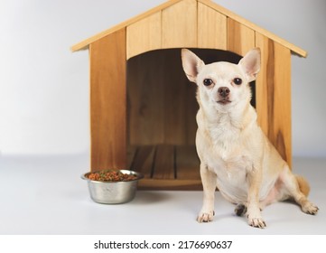 Portrait of brown  short hair  Chihuahua dog sitting in  front of wooden dog house with food bowl, looking at camera, isolated on white background.