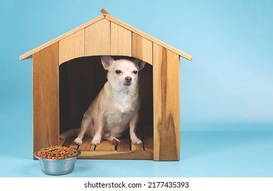 Portrait of brown  short hair  Chihuahua dog sitting inside wooden dog house with food bowl, looking at camera, isolated on blue background.