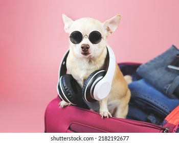 Portrait of brown  short hair  Chihuahua dog wearing sunglasses and headphones around neck, standing in pink suitcase with travelling accessories, isolated on pink background.