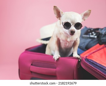 Portrait of brown  short hair  Chihuahua dog wearing sunglasses,  standing in pink suitcase with travelling accessories, isolated on pink background.