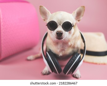 Portrait  of a brown short hair chihuahua dog wearing sunglasses and headphones around neck, sitting  on pink background with travel accessories, pink suitcase and straw hat.
