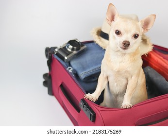 Portrait of brown  short hair  Chihuahua dog standing  in pink suitcase with travelling accessories, straw hat, camera  isolated on white  background.