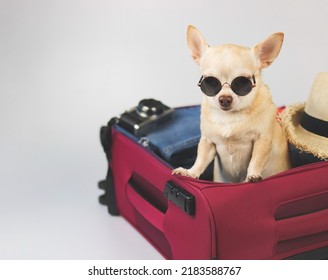 Portrait of brown  short hair  Chihuahua dog wearing sunglasses standing  in pink suitcase with travelling accessories, straw hat, camera  isolated on white  background.
