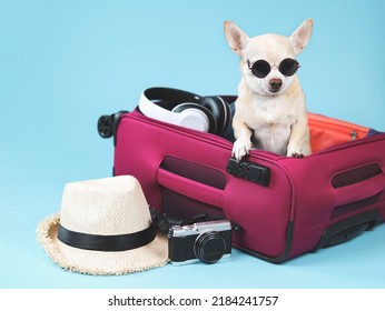 Portrait of brown  short hair  Chihuahua dog wearing sunglasses standing  in pink suitcase with travelling accessories, straw hat, camera and headphones,  isolated on blue background.