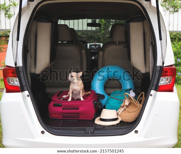 Portrait of brown short\
hair chihuahua dog  sitting  with travel accessories in car trunk.\
Travel concept.