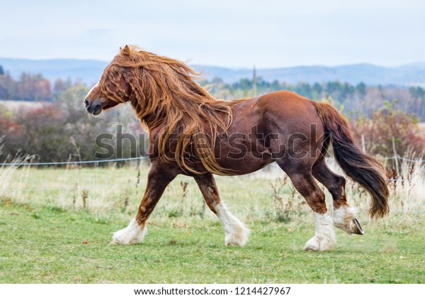 Portrait Brown Stallion Percheron Beautiful Mane Stock Photo (Edit Now ...