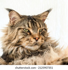 Portrait of a brown tabby Maine Coon male cat with very long and dense lynx tips, ear tufts on his ears. 