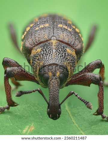 Portrait of a brown weevil with yellow scales, green background (Large Pine Weevil, Hylobius abietis)