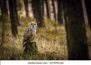 Yellow owl Images, Stock Photos & Vectors | Shutterstock