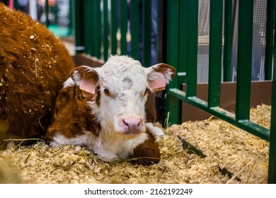 Portrait of brown and white little calf lying on floor at agricultural animal exhibition, cattle trade show. Farming, agriculture industry and animal husbandry concept