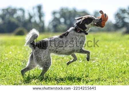 Portrait of a brown and white mongrel dog playing happily on a meadow with a dog toy in summer outdoors