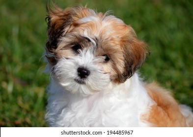 shichon poo puppies