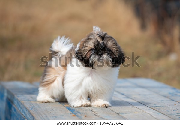 Portrait Brown White Shih Tzu Puppy Stock Photo Edit Now 1394727641