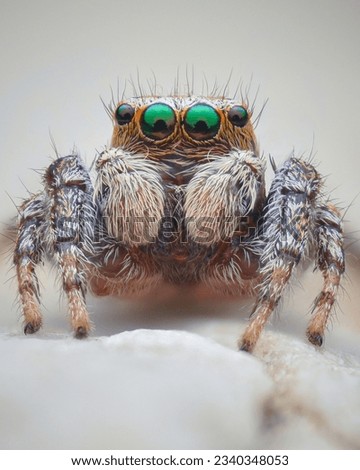 Portrait of a brownish male jumping spider with green eyes, standing on a rock on a beach (Evarcha falcata)