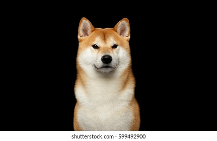 柴犬 黒 の画像 写真素材 ベクター画像 Shutterstock
