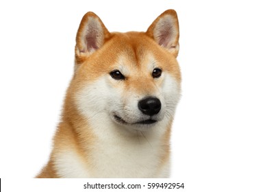柴犬 の画像 写真素材 ベクター画像 Shutterstock