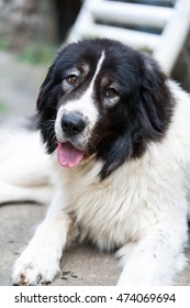 Portrait Of A Bucovina Shepherd Dog