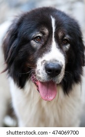 Portrait Of A Bucovina Shepherd Dog