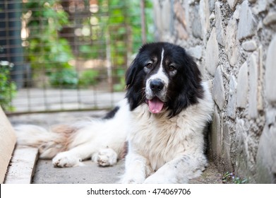 Portrait Of A Bucovina Shepherd Dog