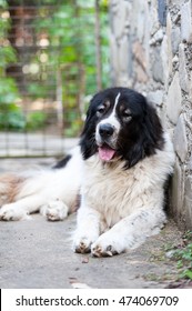 Portrait Of A Bucovina Shepherd Dog