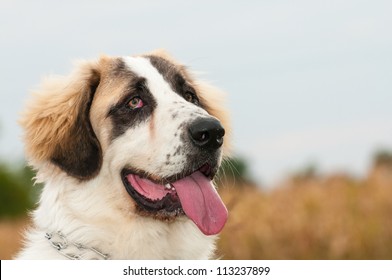 113 Bucovina Shepherd Dog Images, Stock Photos & Vectors 