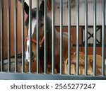 A portrait of a Budweiser Clydesdale in a stall at Warm Springs Ranch in Boonville, Missouri