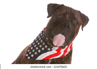 Portrait of a Bull Mastiff wearing an American Flag Bandana.  Isolated on white.
