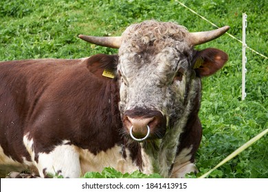 Portrait Of A Bull With Nose Ring