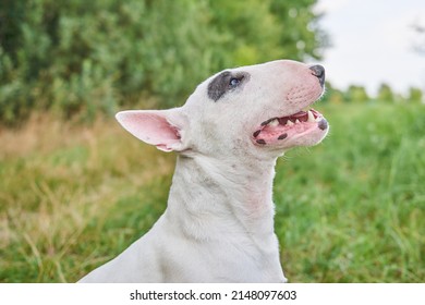 Portrait Of A Bull Terrier Close Up, Dangerous Dog Breeds