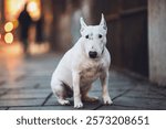 Portrait of a bull terrier on the sidewalk