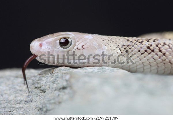 A portrait of a Bullsnake on a rock\
using its forked tongue to sense its\
surroundings\

